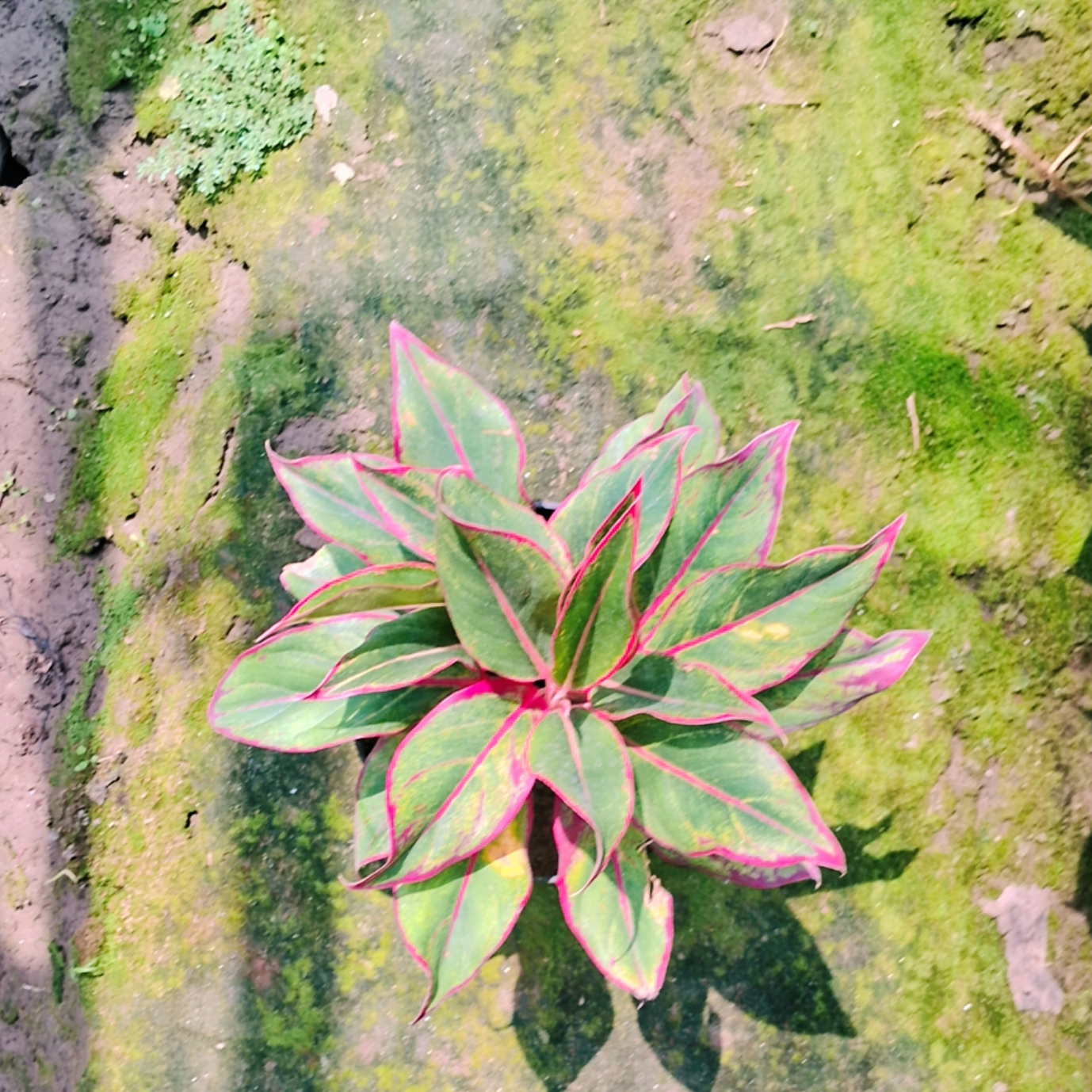 Aglaonema evergreen red plant in 8 inch pot Plantncr