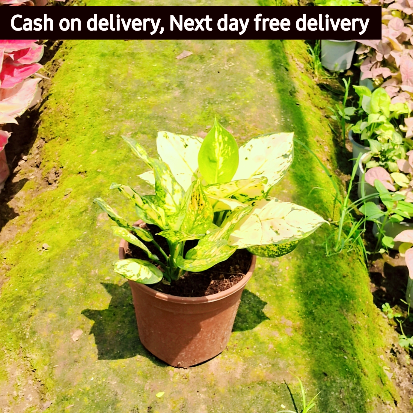 Aglaonema red Lipstick plant in 6 inch pot (Copy) Plantncr