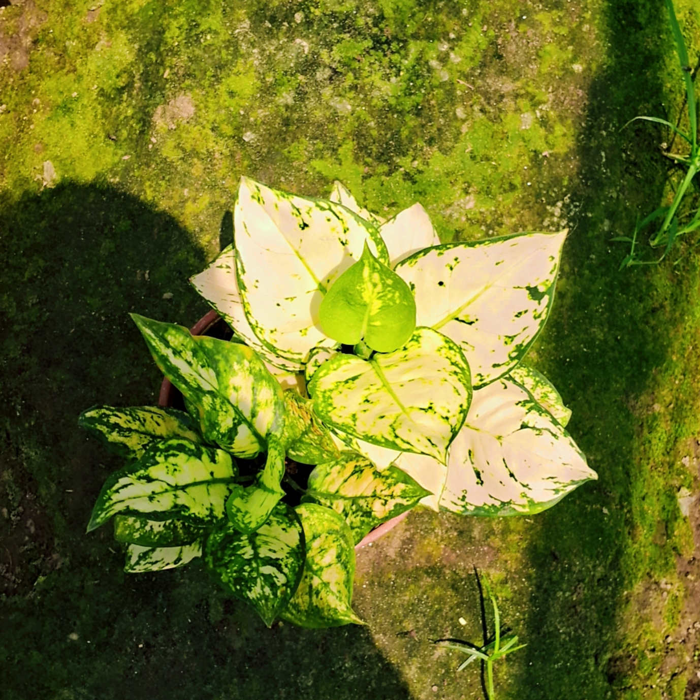 Aglaonema super white plant in 6 inch pot Plantncr