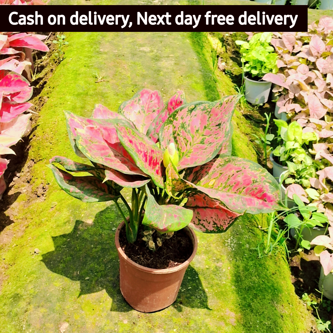 Agaonema lipstic plant in 6 inch pot Plantncr