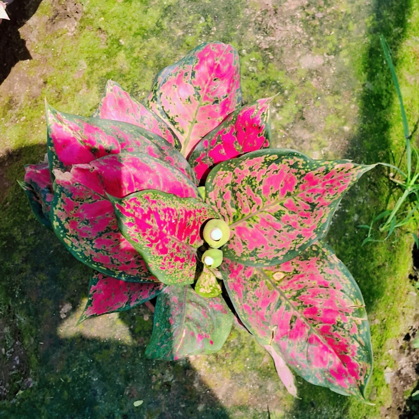 Agaonema lipstic plant in 6 inch pot Plantncr