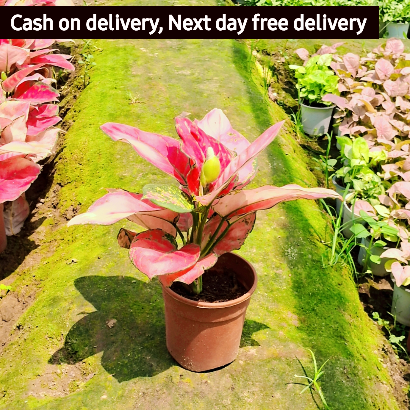 Aglaonema super white plant in 6 inch pot (Copy) Plantncr