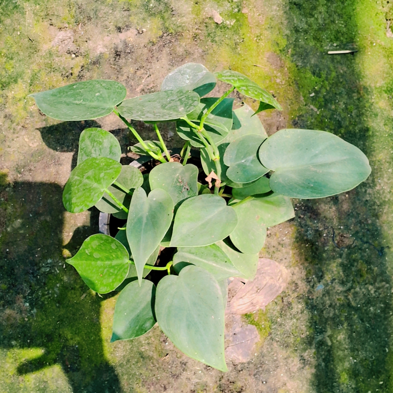 Heartleaf philodendron Plant in 6 inch pot Plantncr