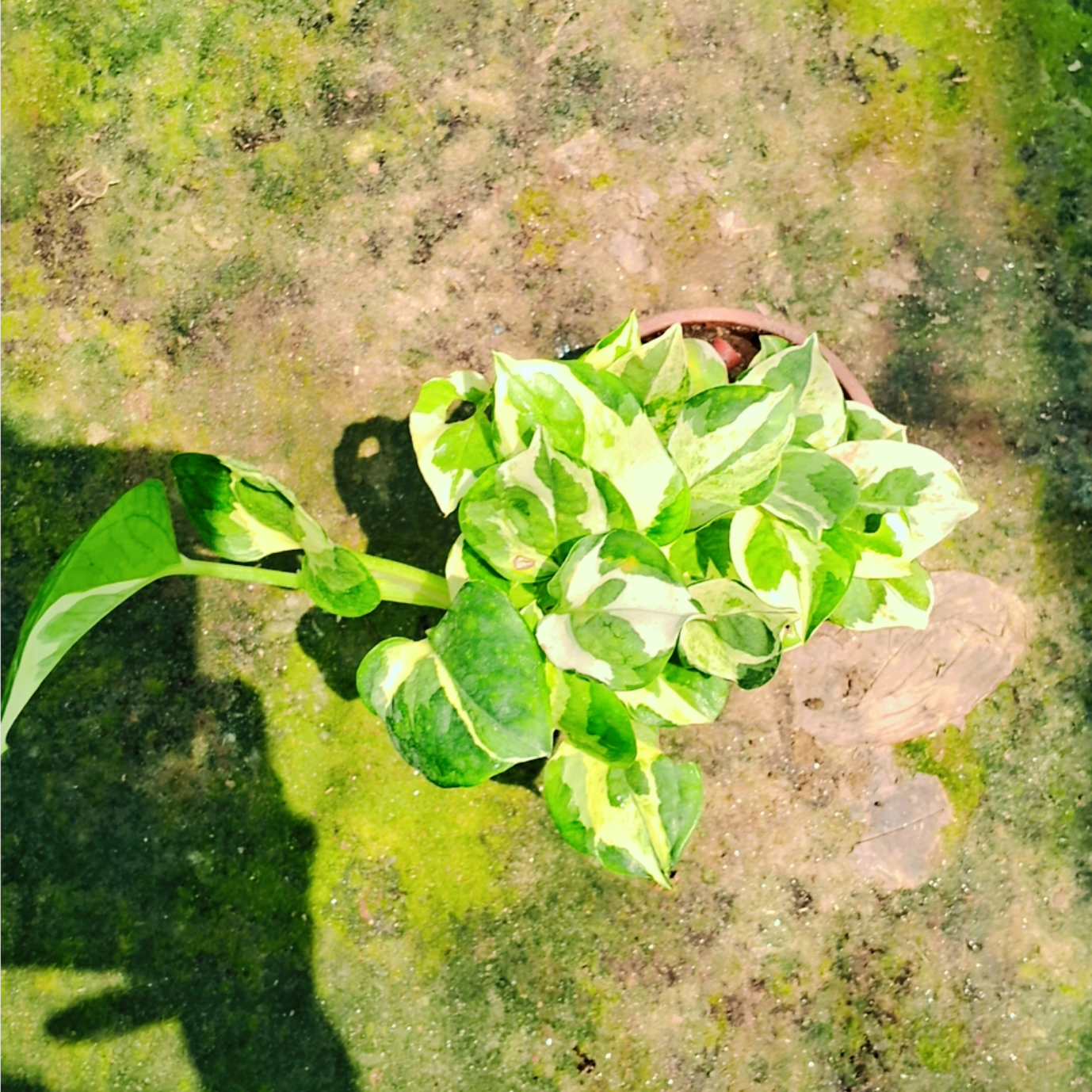 Verigated Money Plant (Ukanda) in 4 inch pot Plantncr