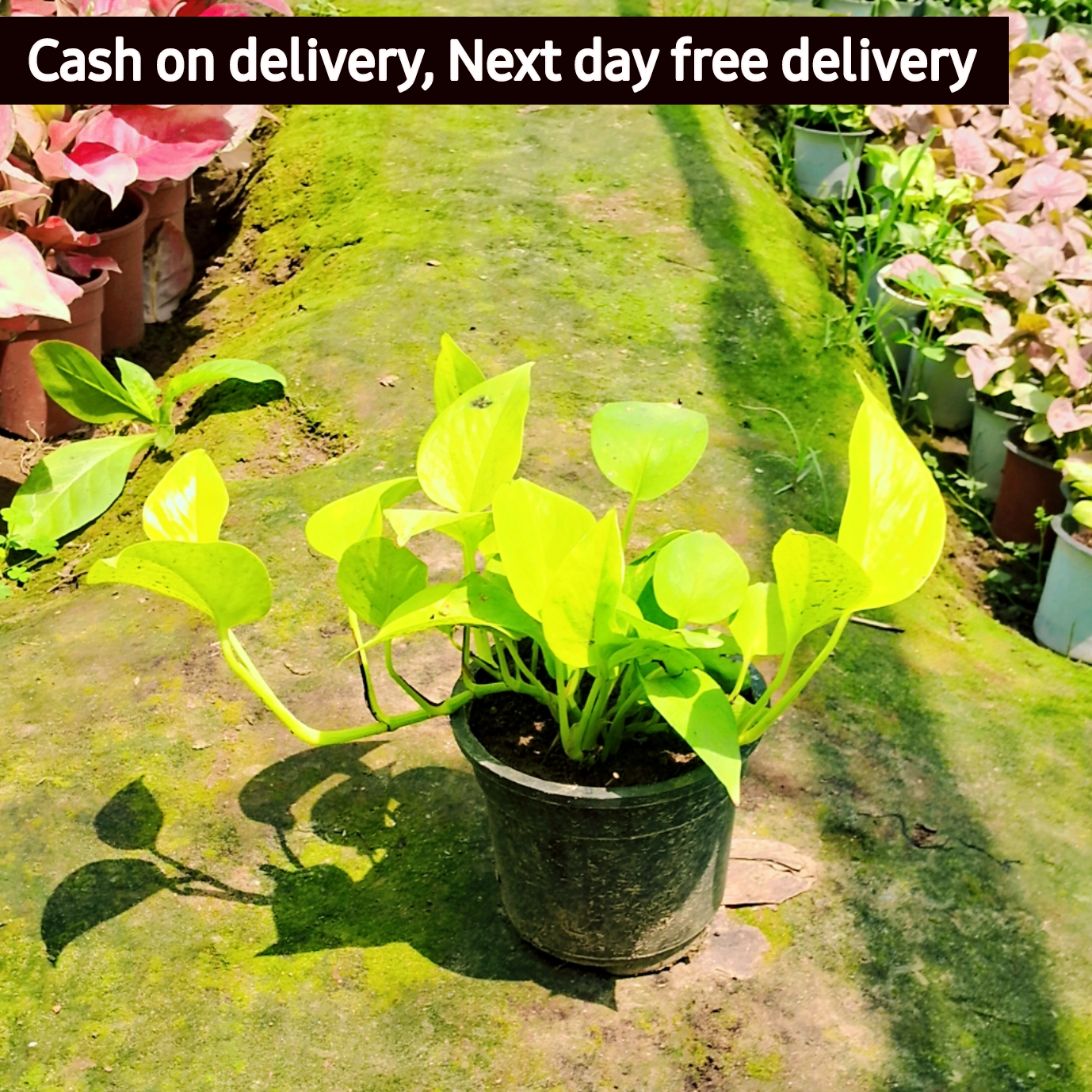 yellow colour money plant Golden money plant (Pune variety) in 4 inch pot – Plantncr