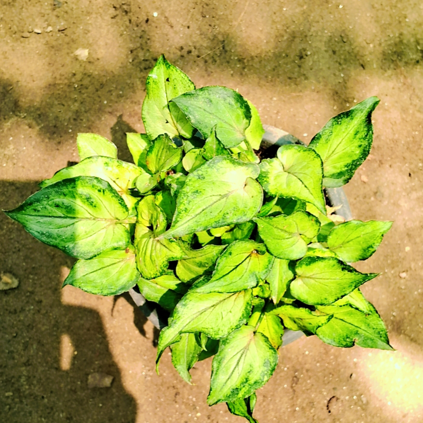 Green Syngonium podophyllum (dwarf) in 4 inch pot Plantncr