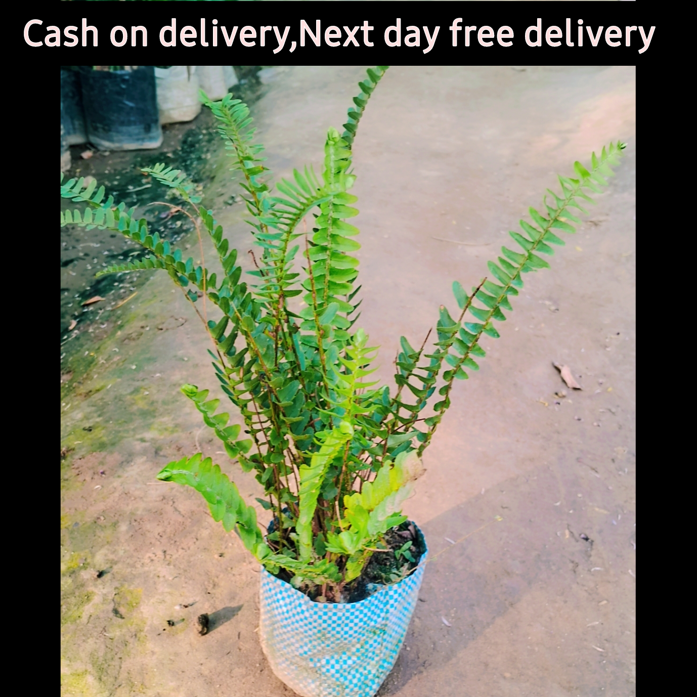 Green Fern plant in 5 inch polybag Plantncr