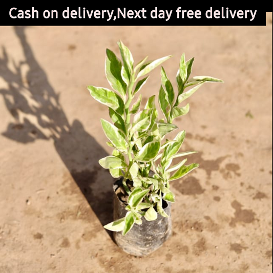 Devil's back bone plant in 4 inch polybag Plantncr