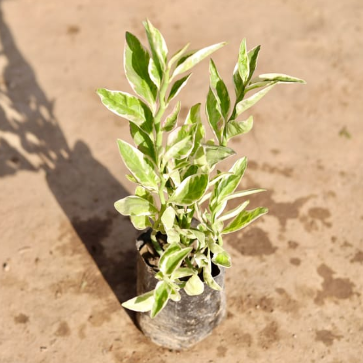 Devil's back bone plant in 4 inch polybag Plantncr