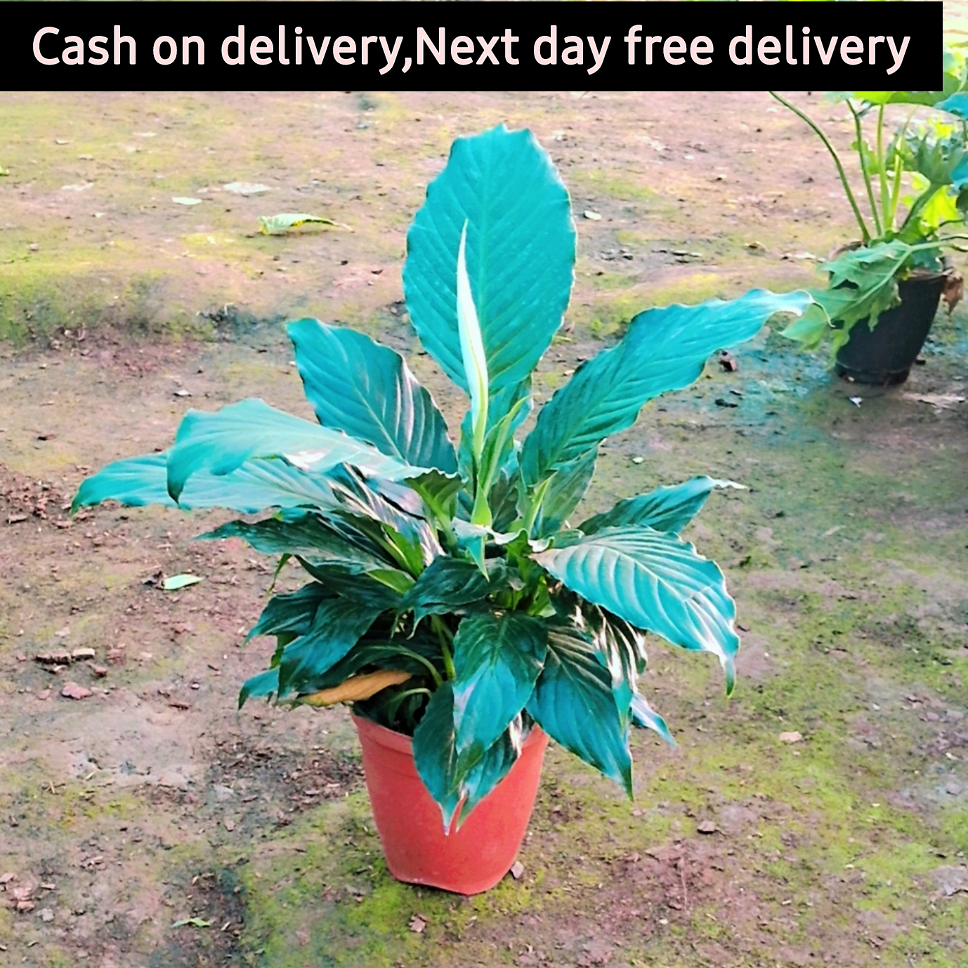 Peace lily plant in 8 inch pot Plantncr