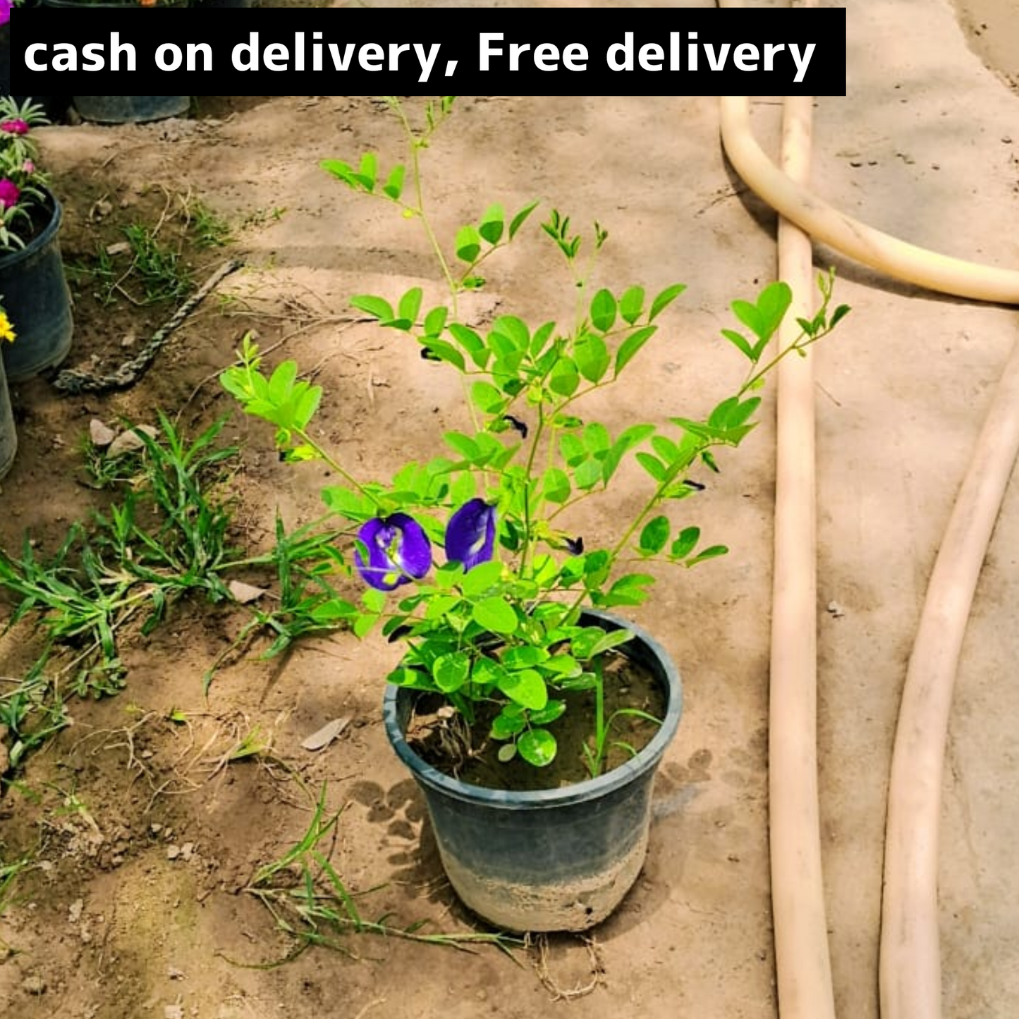 Aprajita ( blue )plant in 6 inch pot Plantncr