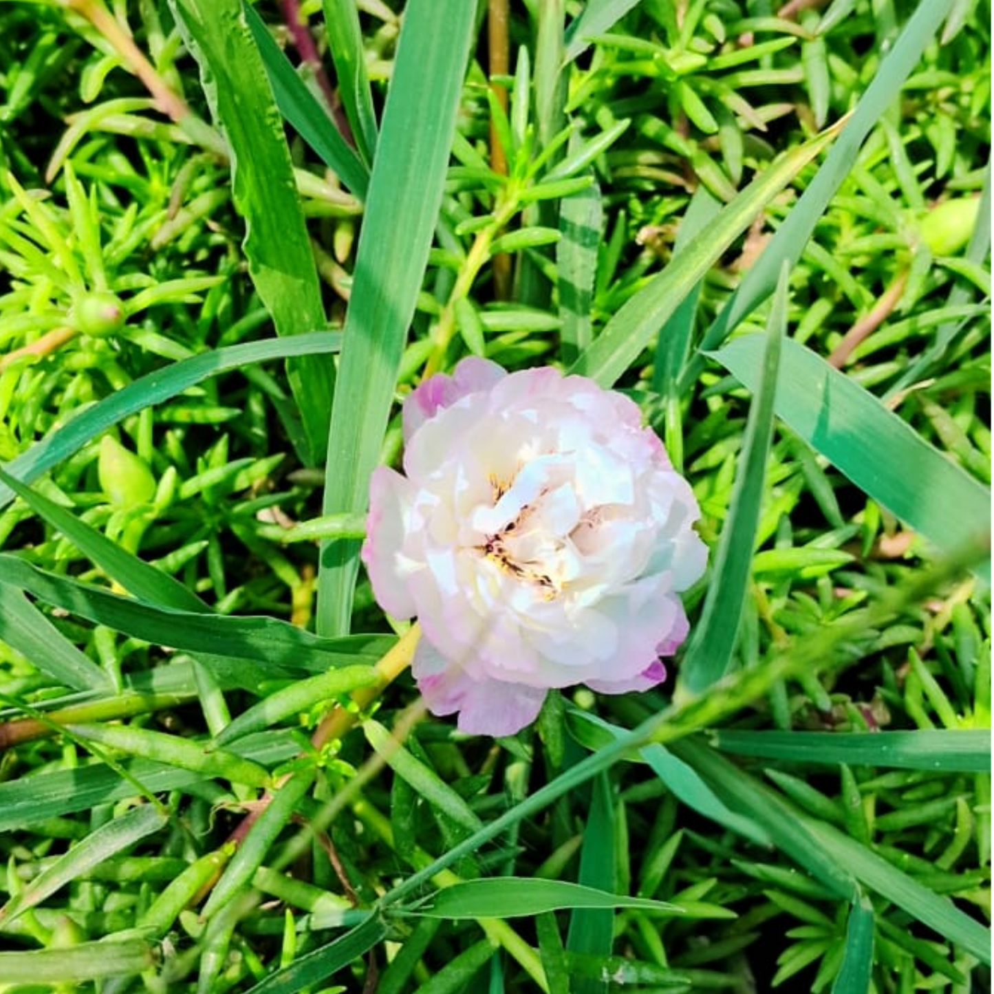 Portulaca deshi (any colour )plant in hanging basket Plantncr