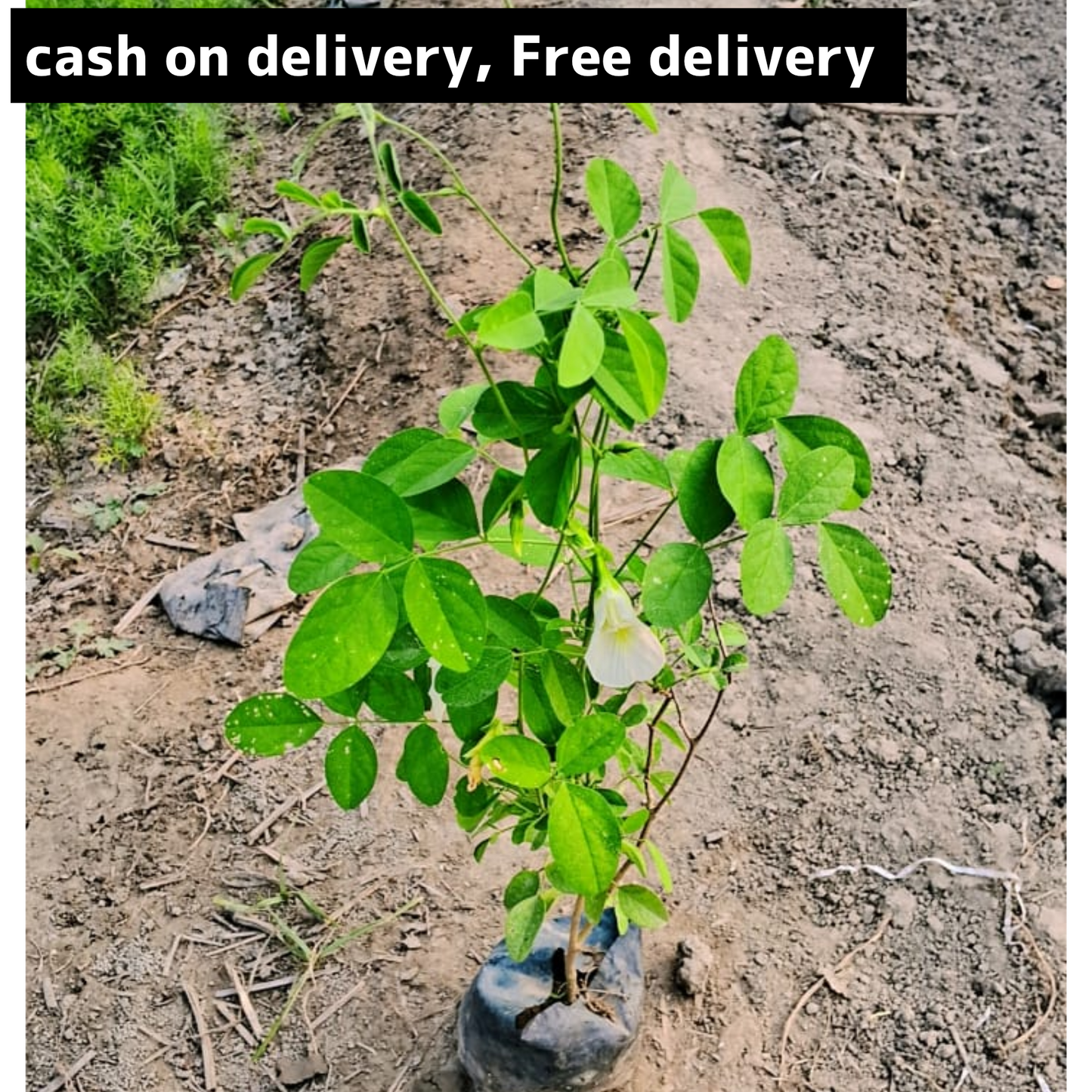 Aprajita (white)plant in 4 inch polybag Plantncr