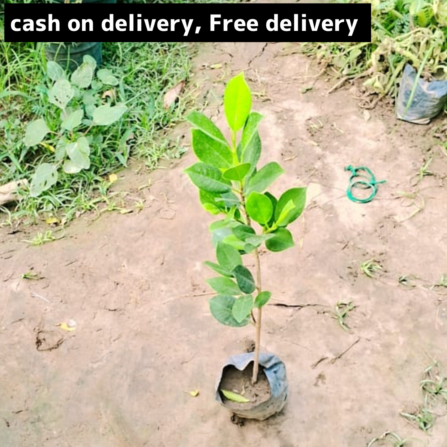 Nagasland ficus in 4 inch polybag Plantncr