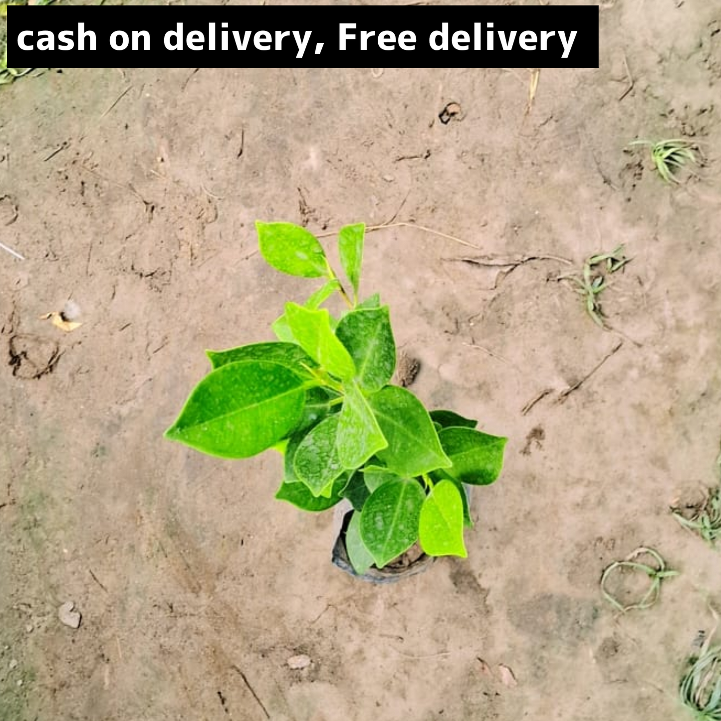 Nagasland ficus in 4 inch polybag Plantncr