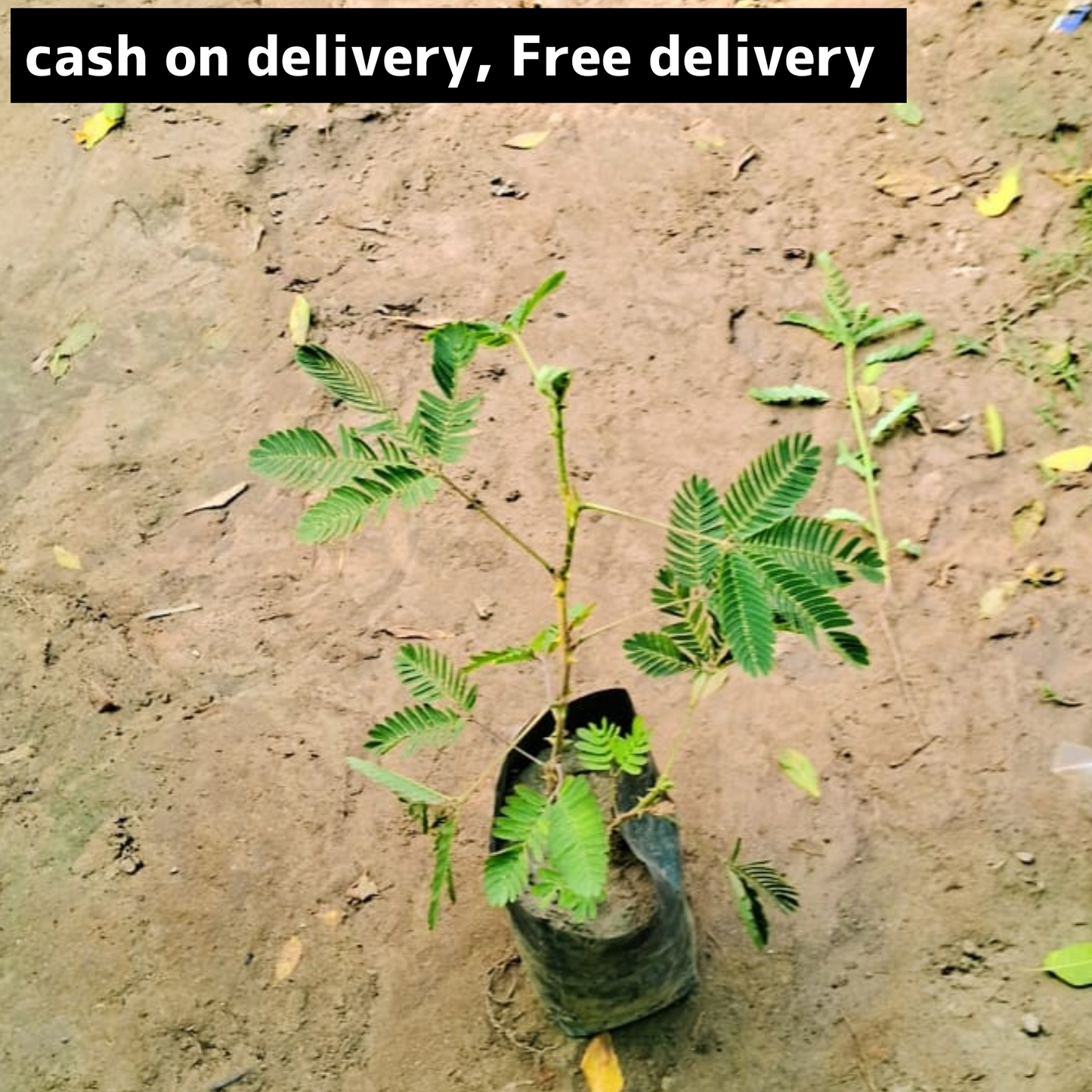 Chuimui (don't touch me) plant in 4 inch polybag Plantncr