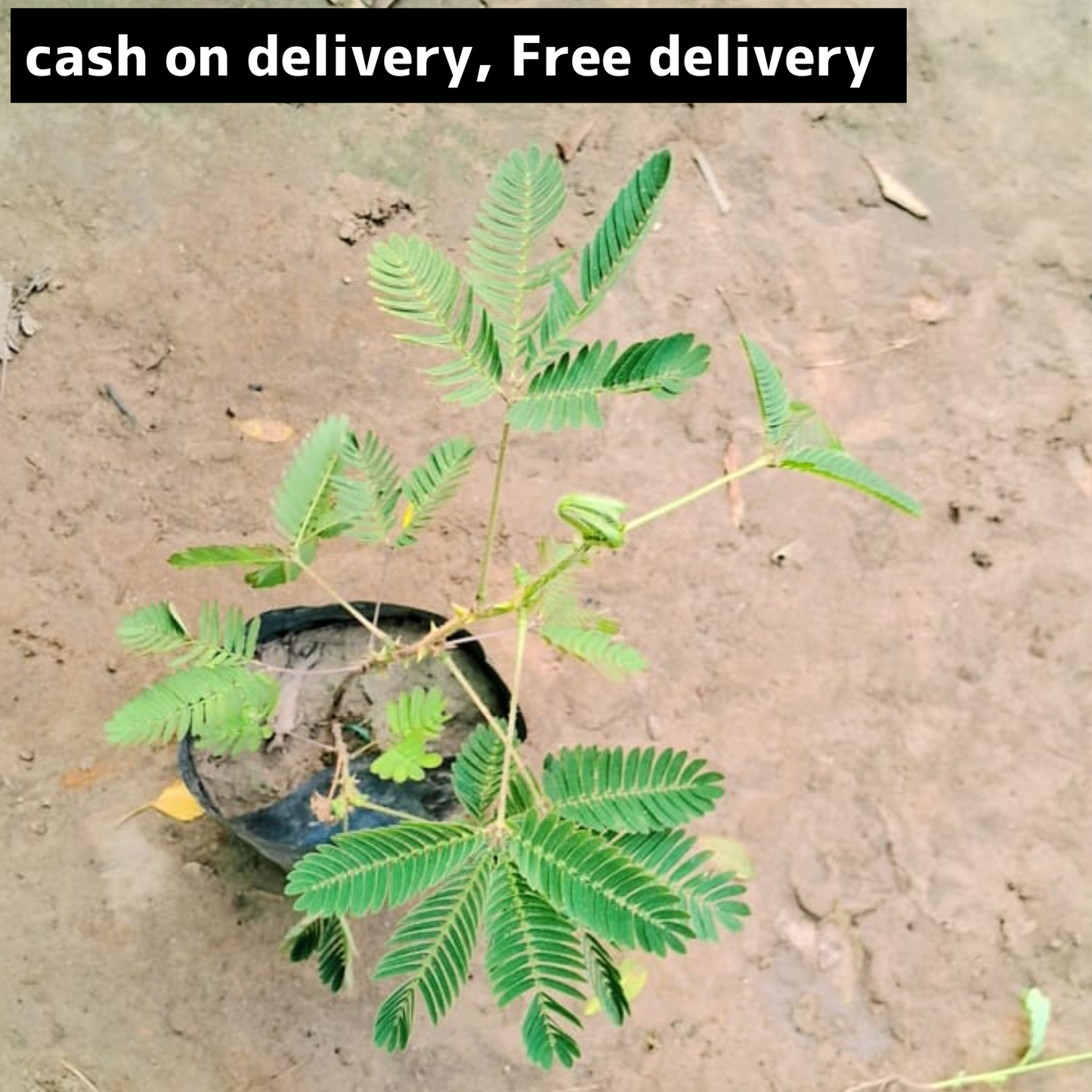 Chuimui (don't touch me) plant in 4 inch polybag Plantncr