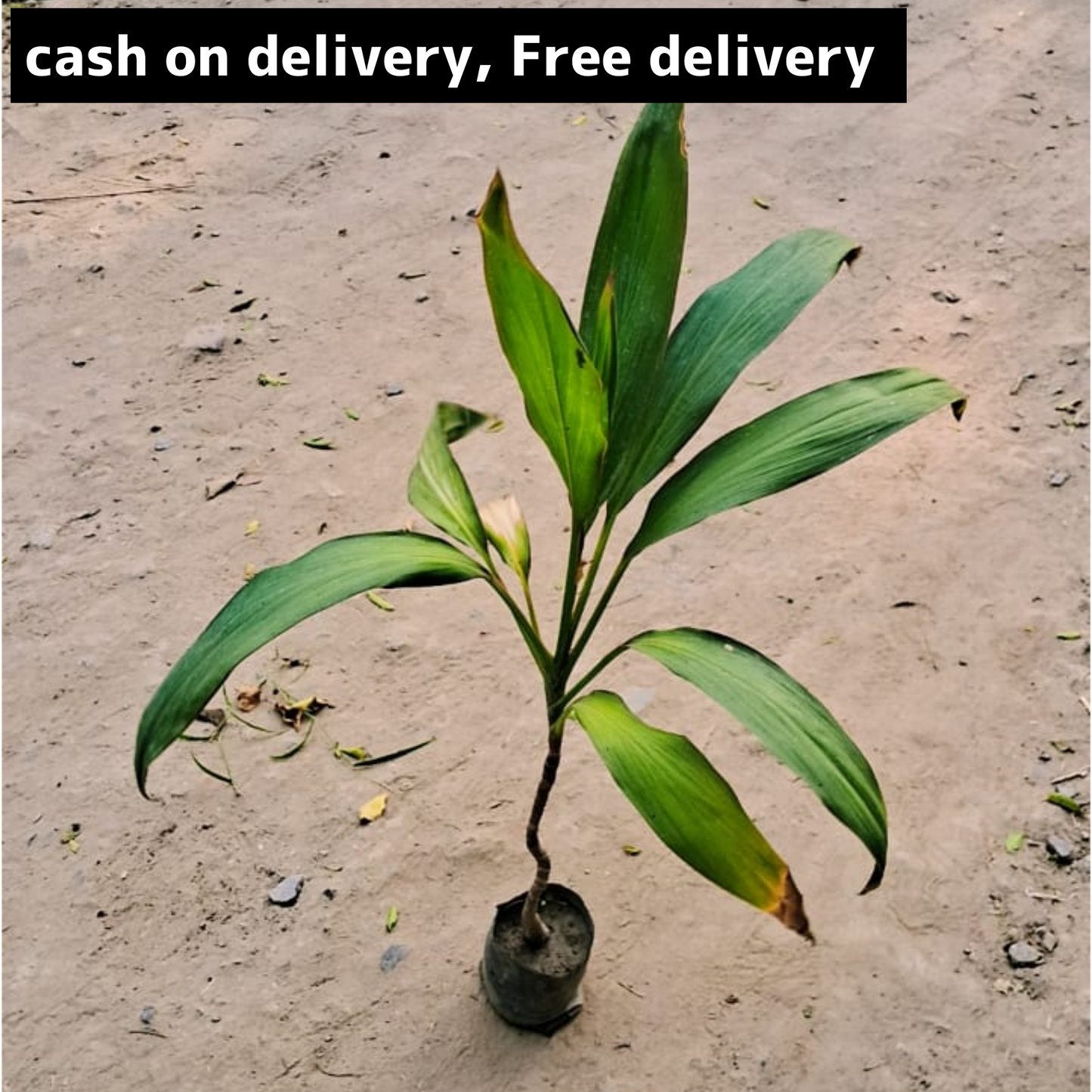 Dracaena green straw plant in 4 inch polybag bag Plantncr