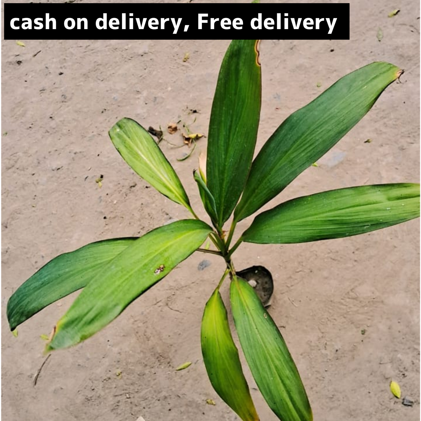 Dracaena green straw plant in 4 inch polybag bag Plantncr