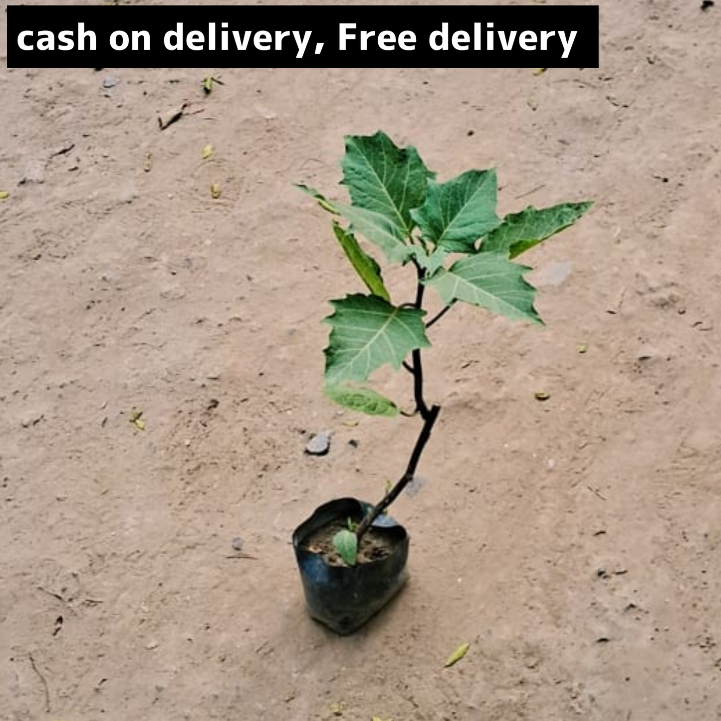 Dhatura/ thornapple in 4 inch polybag Plantncr