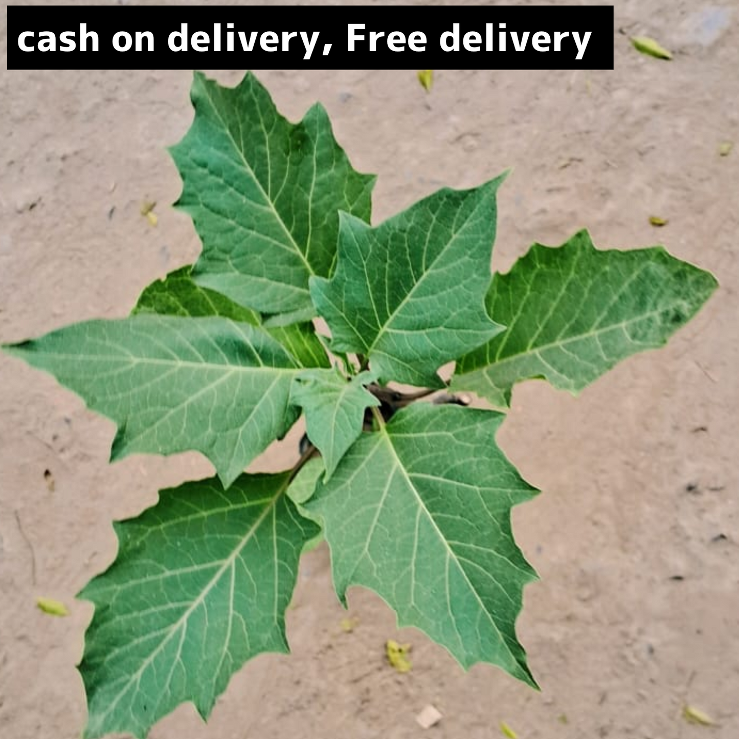 Dhatura/ thornapple in 4 inch polybag Plantncr