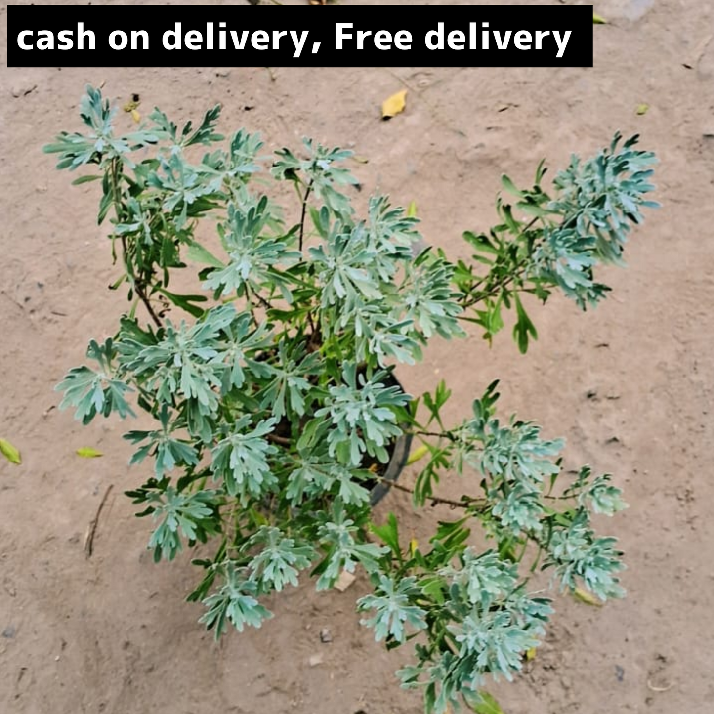 Lavender plant in 6 inch pot. Plantncr