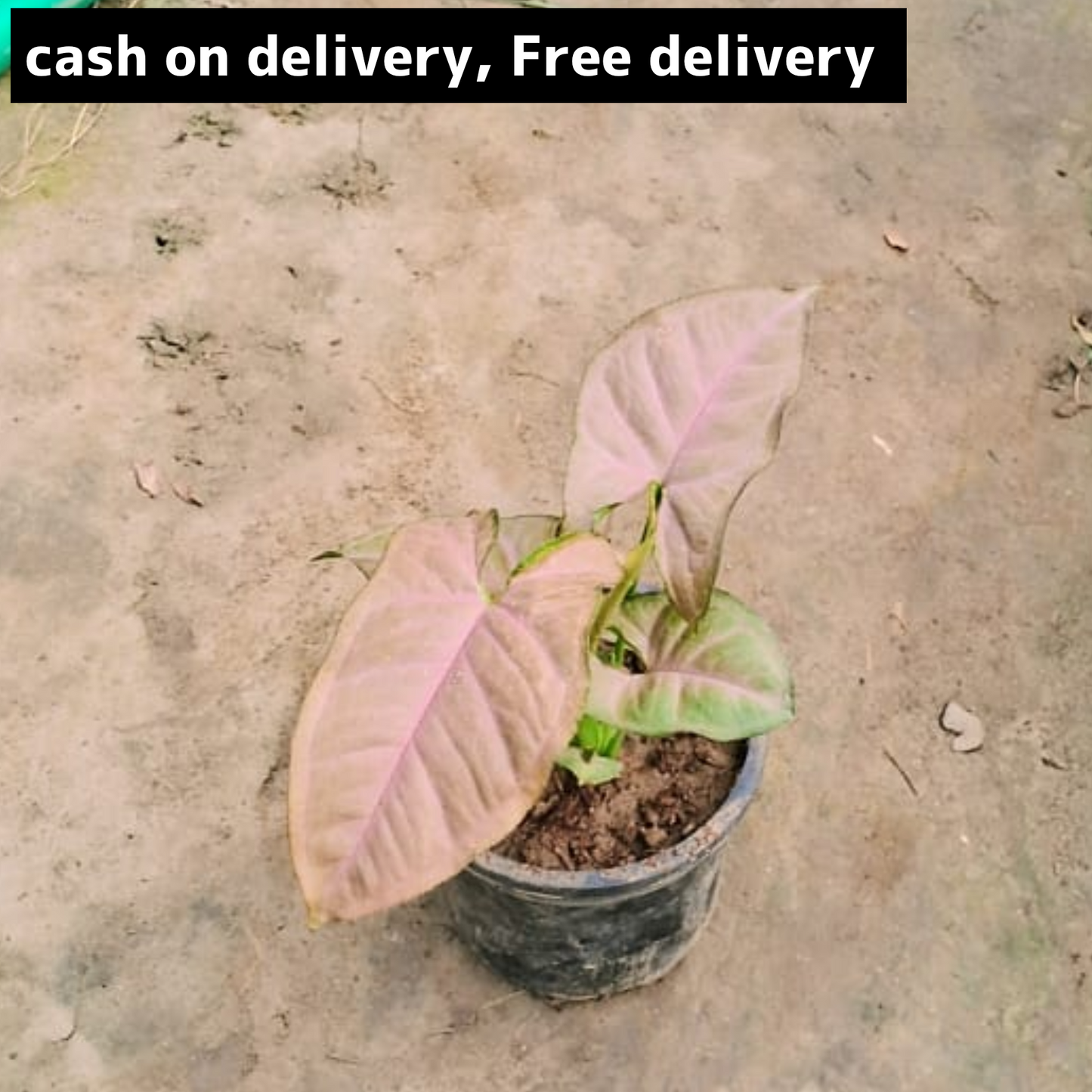 Pink synonym plant (dwarf) in 4 inch pot Plantncr