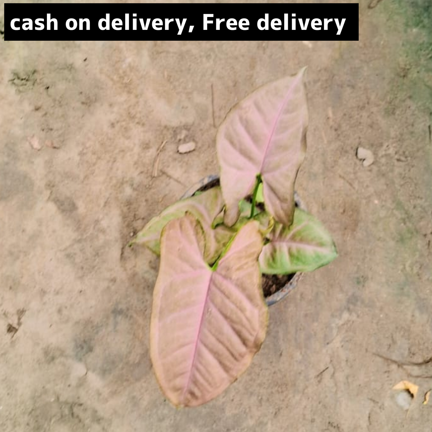 Pink synonym plant (dwarf) in 4 inch pot Plantncr
