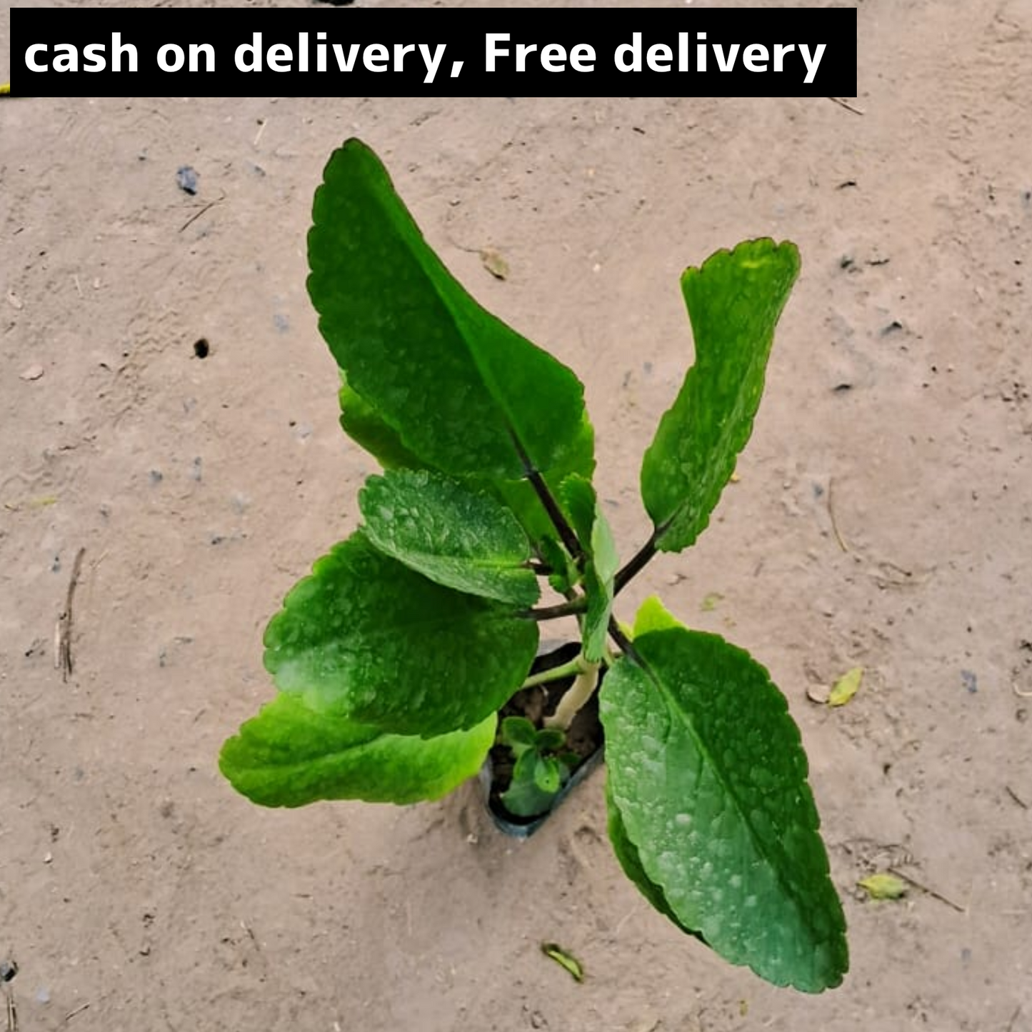 Pathar chatta/Ajooba/ bryophyllum in 4 inch polybag w Plantncr