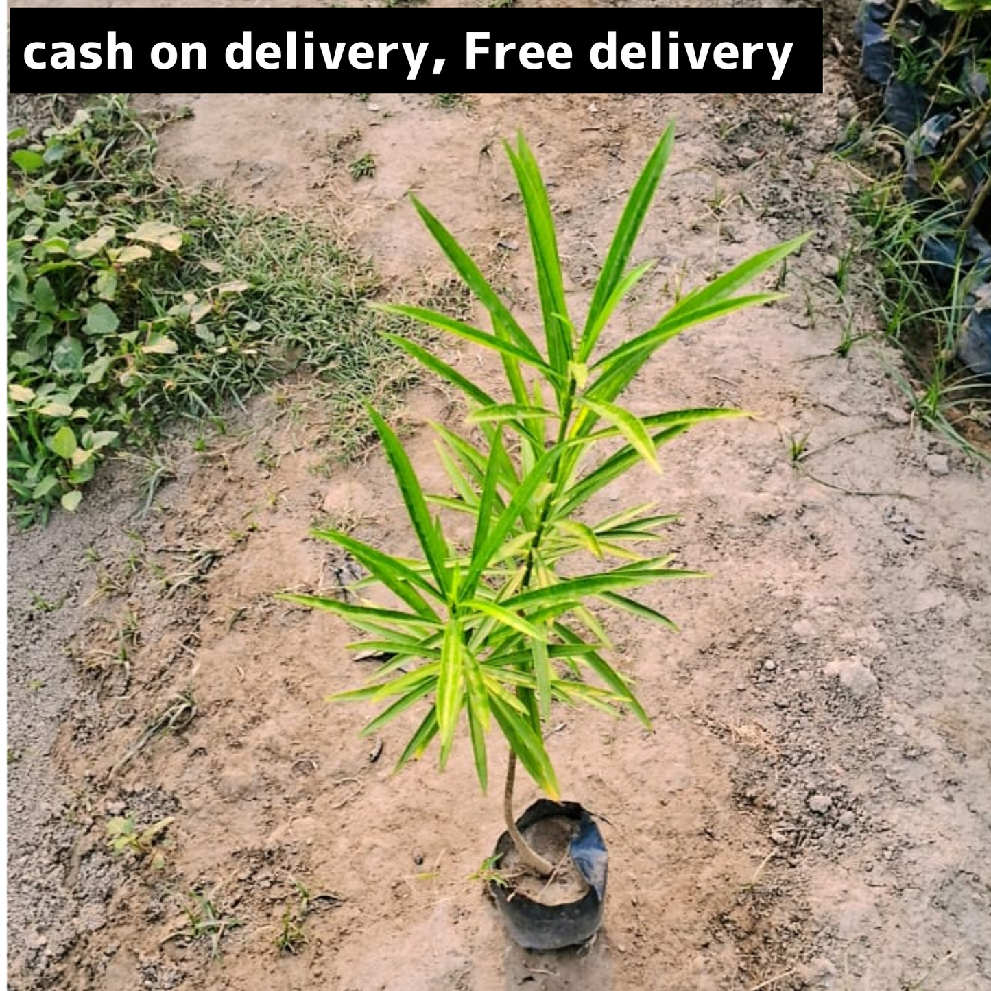 Kaner (yellow flower) plant in 4 inch polybag Plantncr