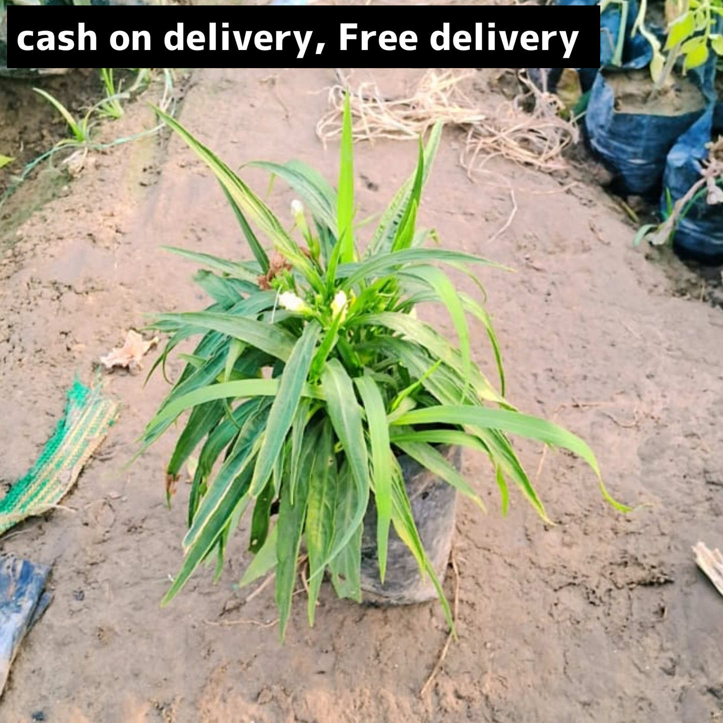 Mexican petunia in 4 inch polybag Plantncr
