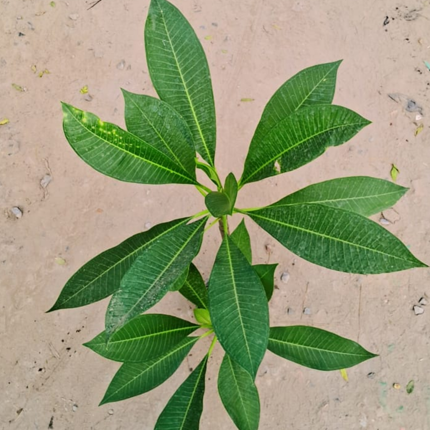 Champa plant in 6 inch polybag Plantncr