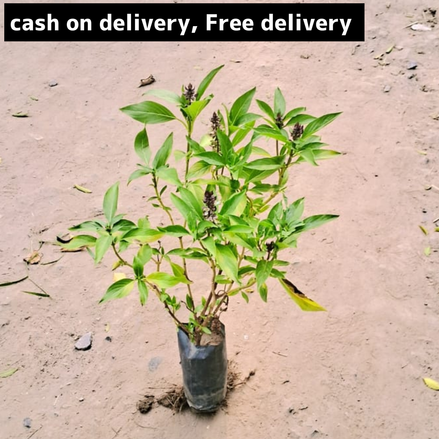 Basil plant in 4 inch polybag Plantncr