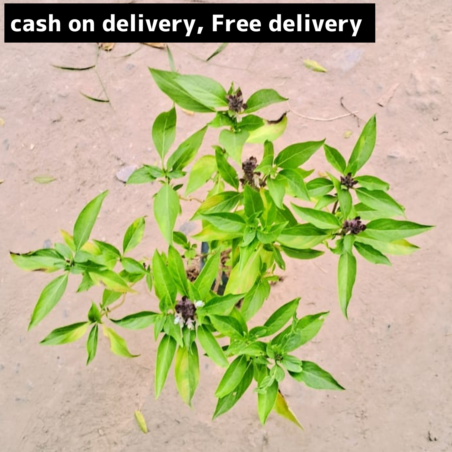 Basil plant in 4 inch polybag Plantncr