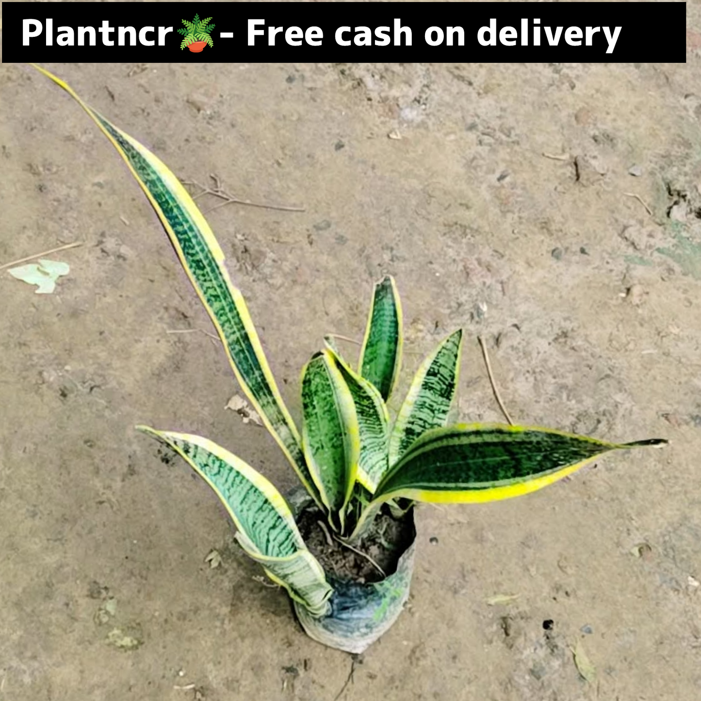 Snake (yellow )plant in 5 inch polybag Plantncr