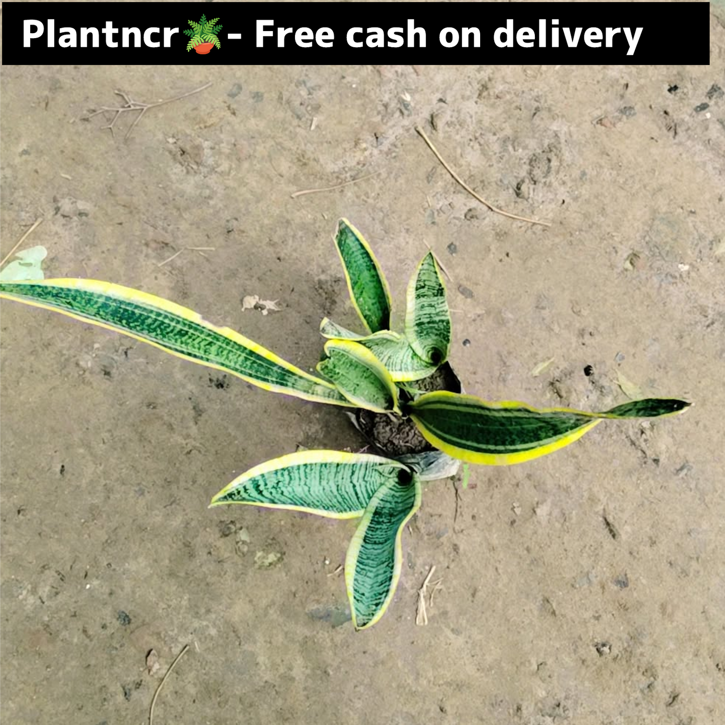 Snake (yellow )plant in 5 inch polybag Plantncr