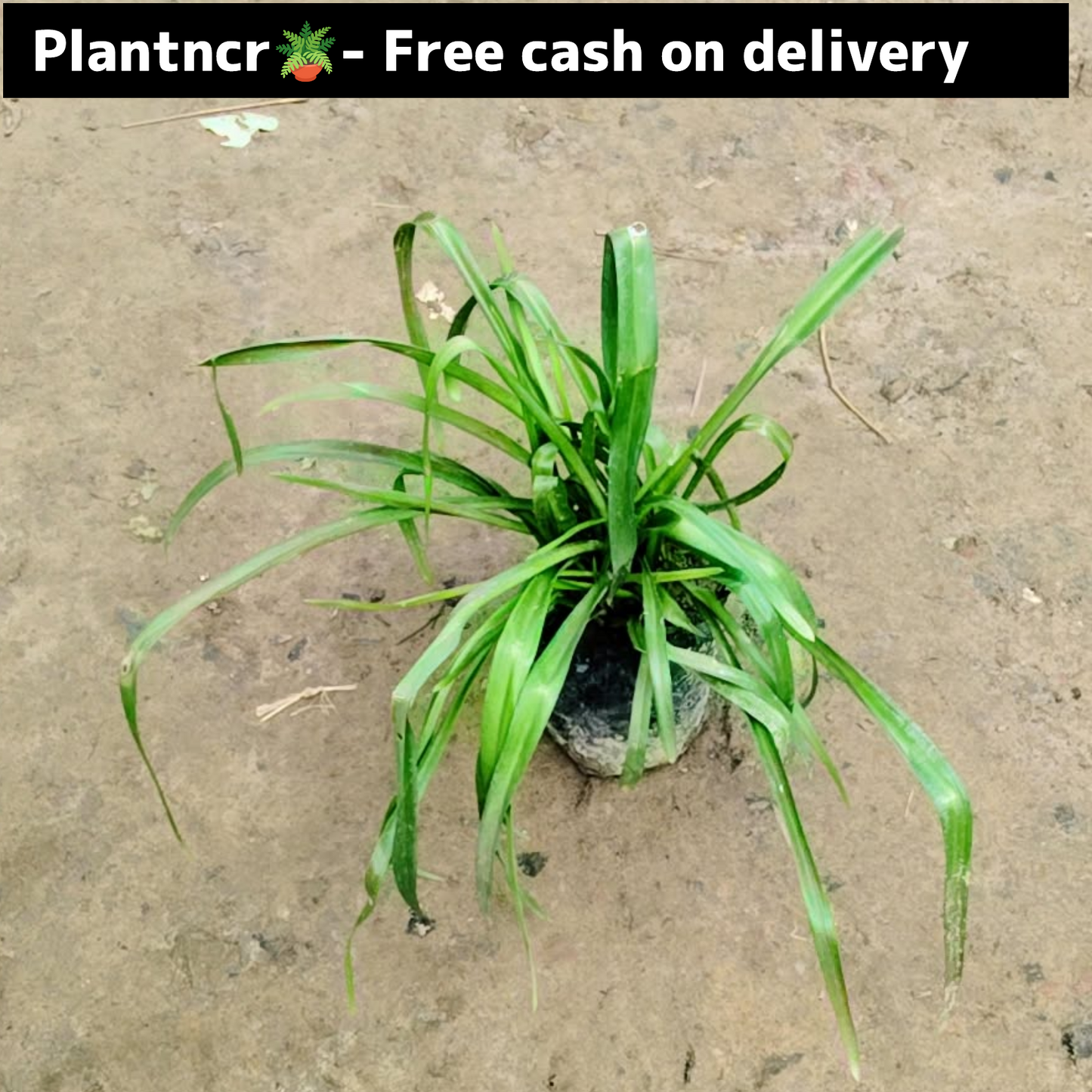 Rajnigandha flowering plant in 4 inch polybag Plantncr
