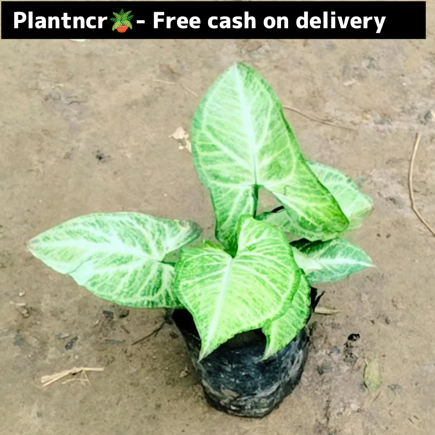 synonym plant (green) in 4 inch polybag Plantncr