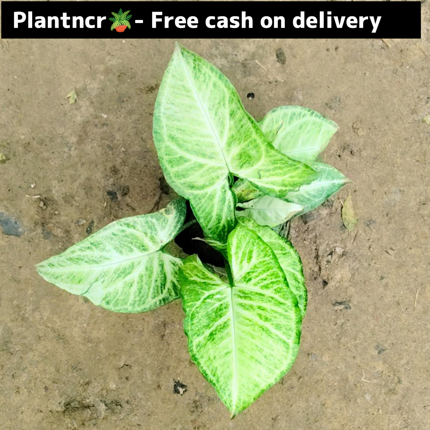 synonym plant (green) in 4 inch polybag Plantncr