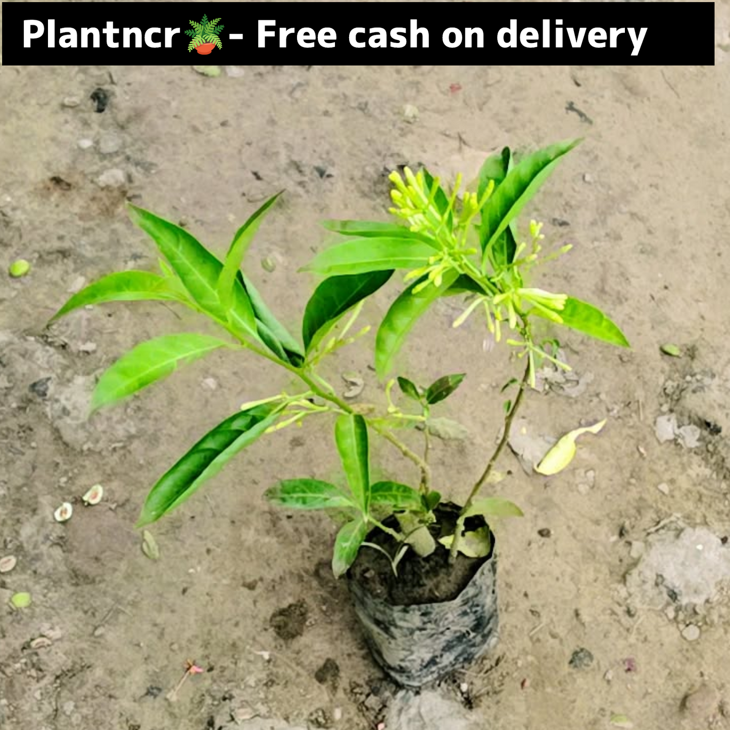 Raat ki raani plant in 4 inch polybag Plantncr