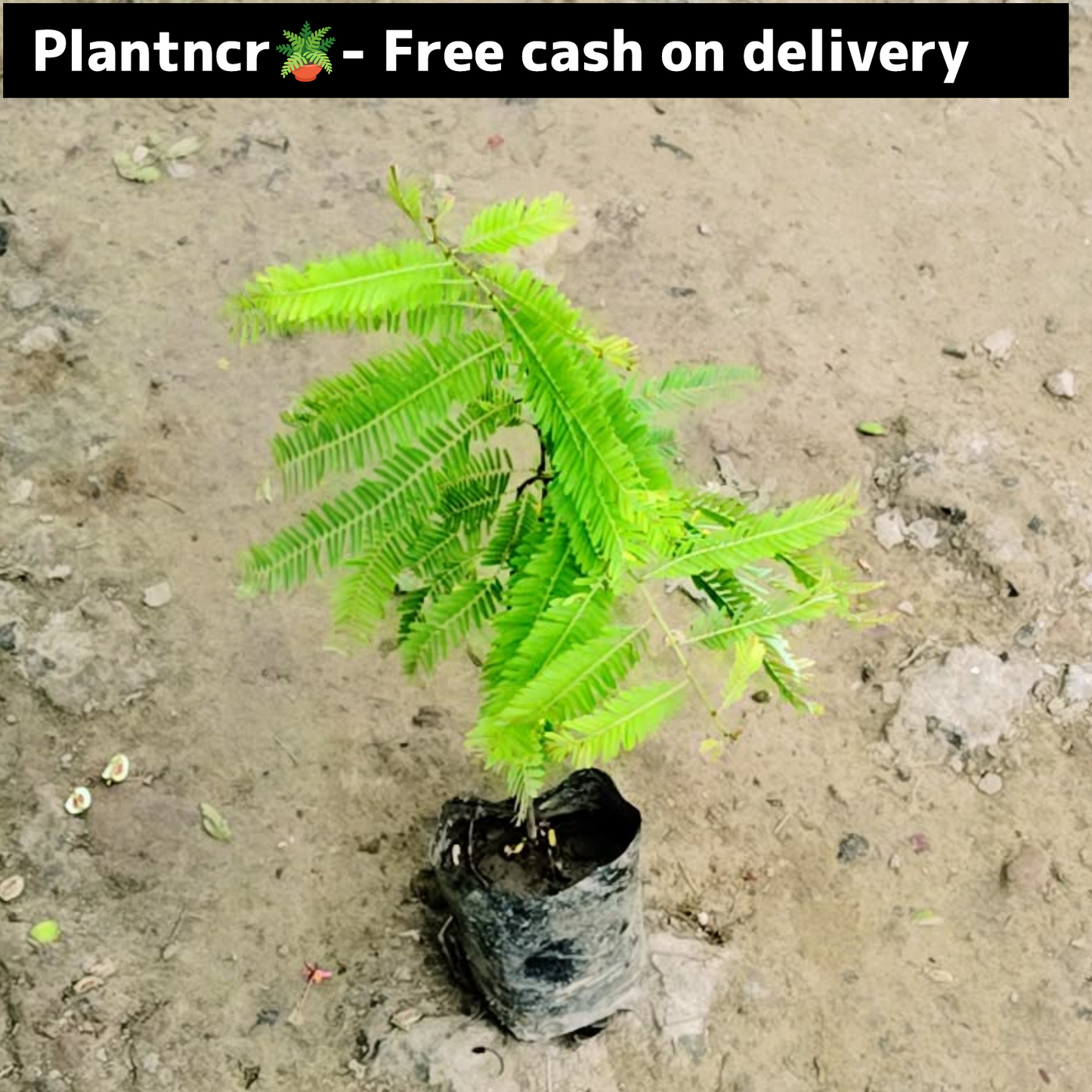 Aamla plant in 4 inch polybag Plantncr