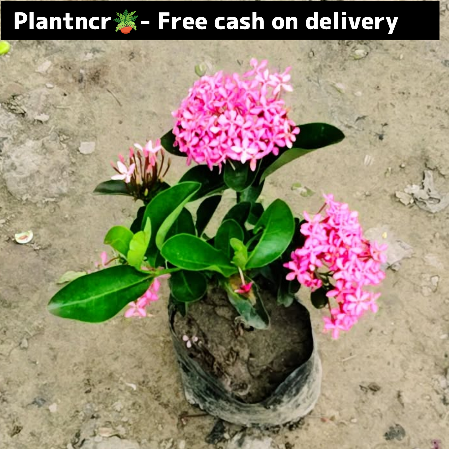 Axora dwarf plant in 4 inch polybag Plantncr