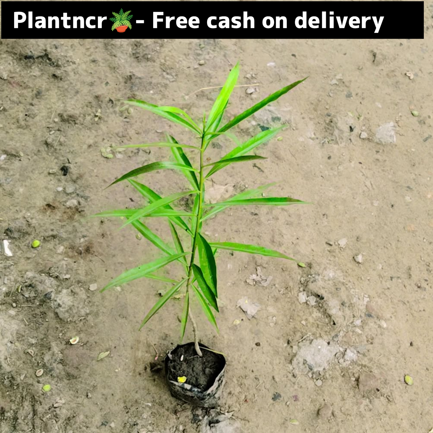Kaner yellow plant in 4 inch polybag 1.5. Feet Plantncr