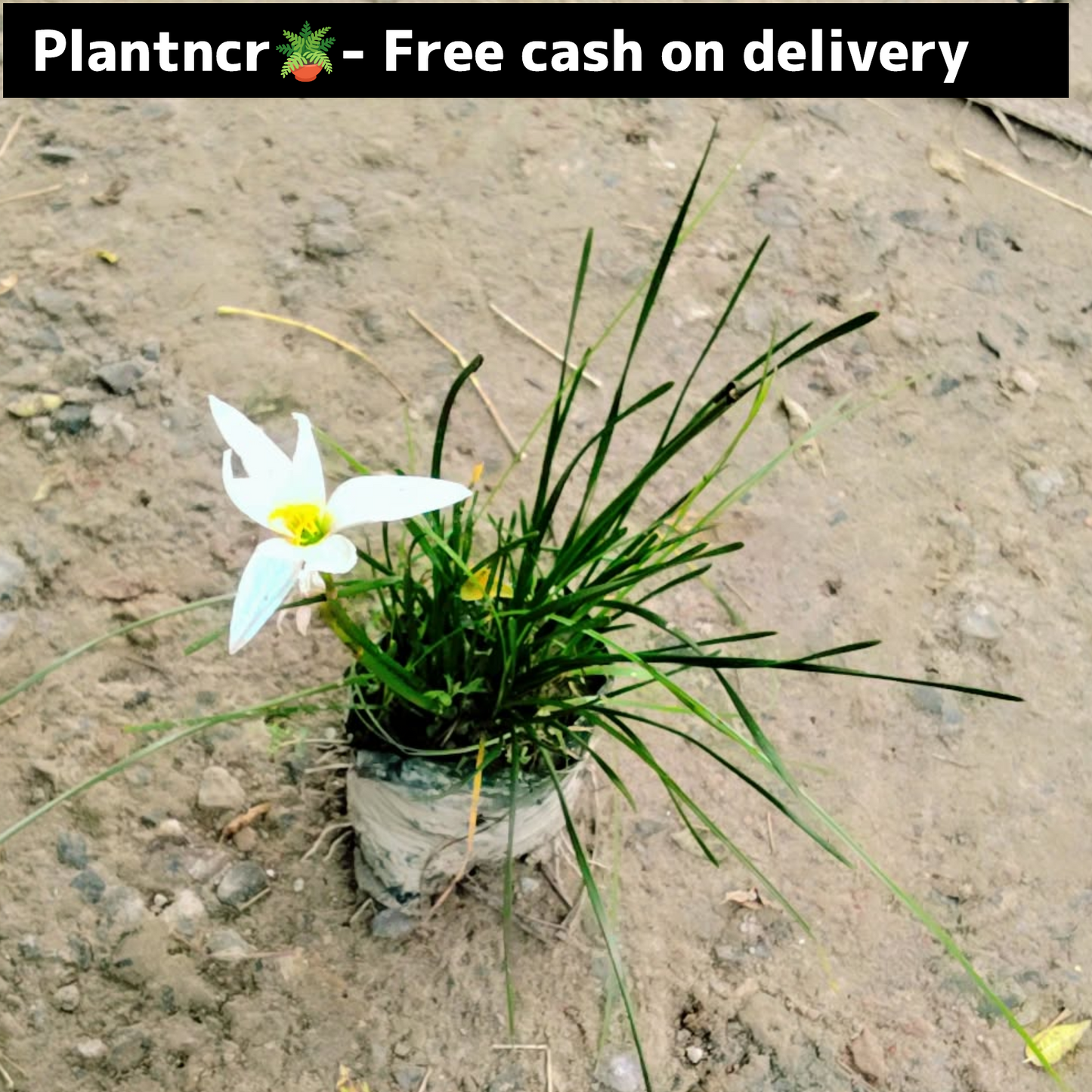 White Rain Lily in 4 inch polybag Plantncr