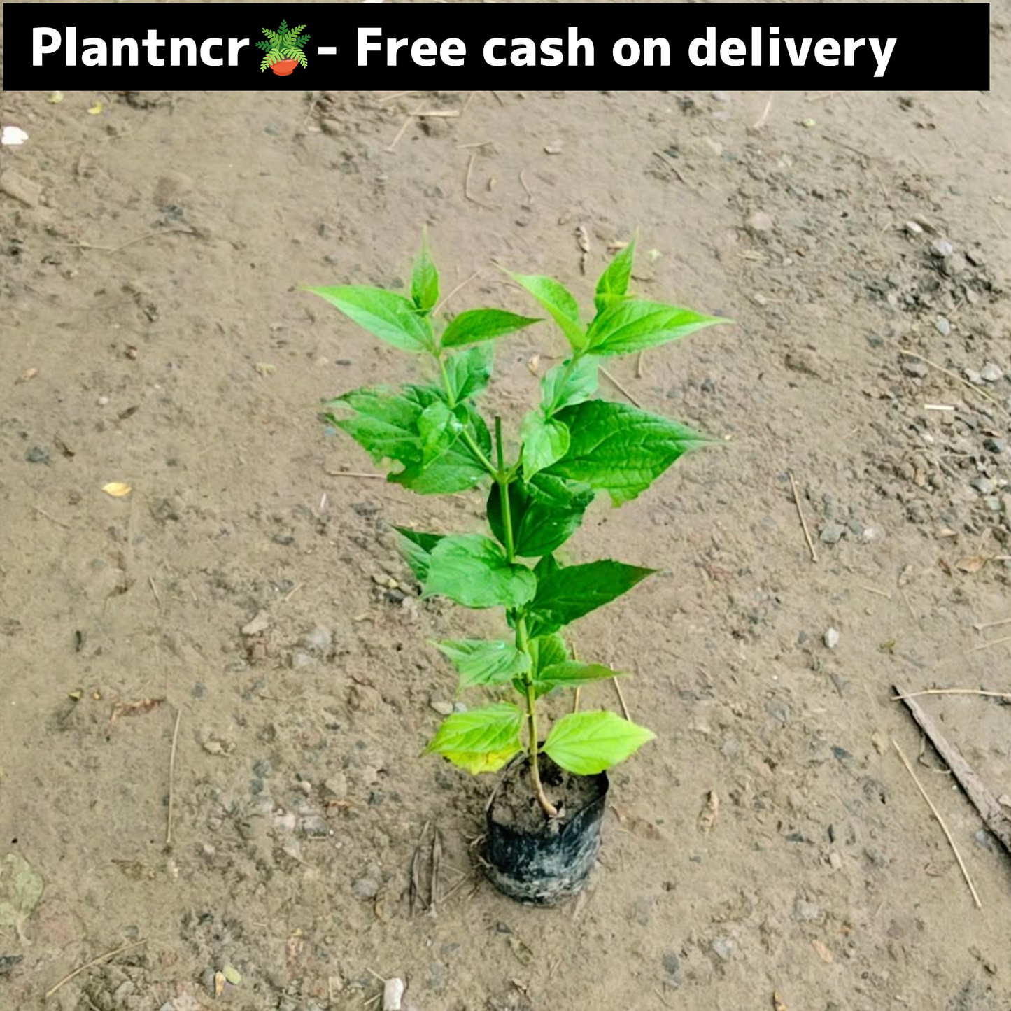 Harsingaar/ parijat plant in 4 inch polybag Plantncr