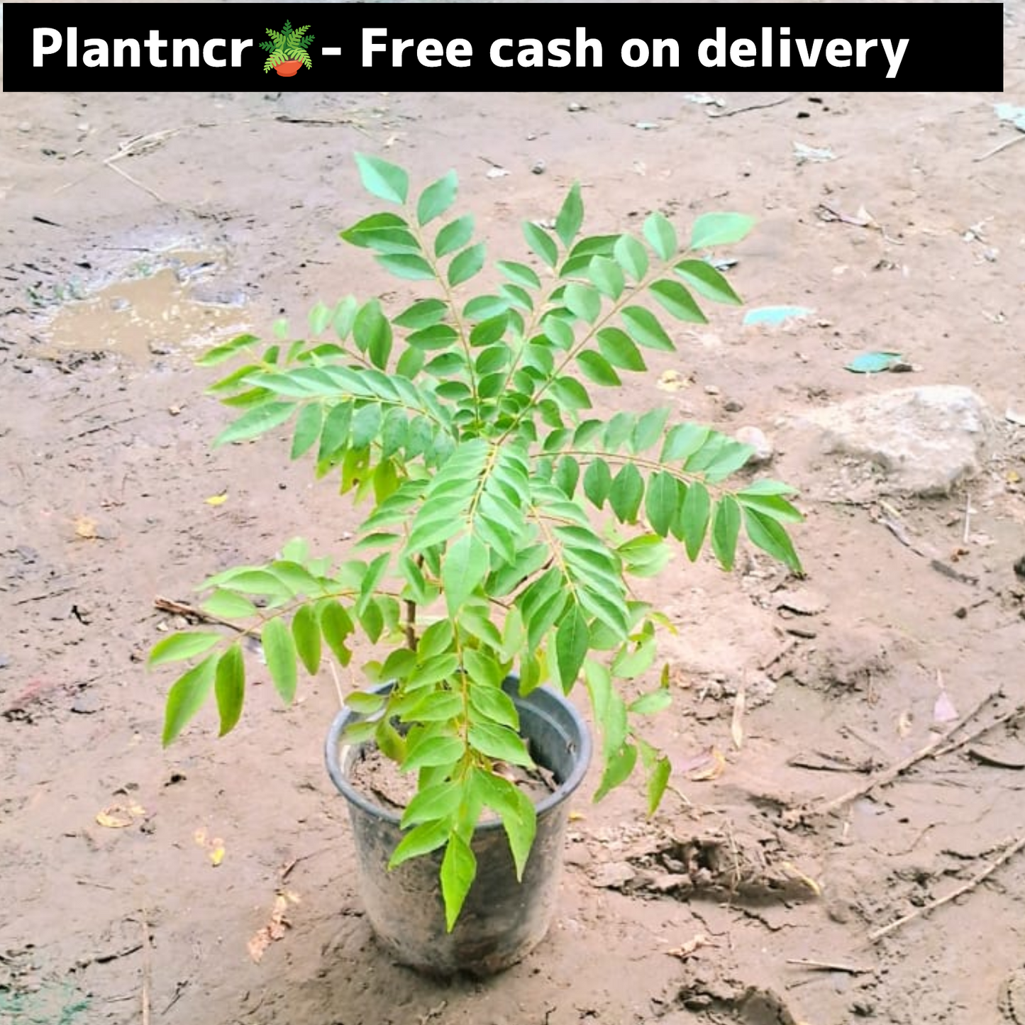 Curry leaf plant (kadhi patta ,meetha neem) in 4 inch polybag Plantncr
