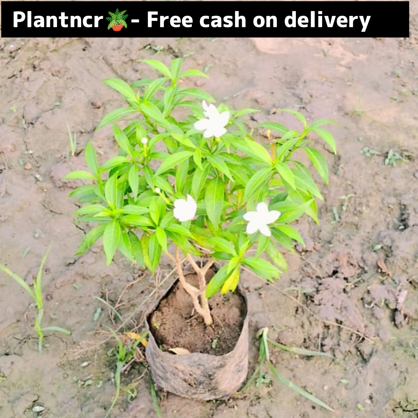 Dwarf chandani in 4 inch polybag (Copy) Plantncr