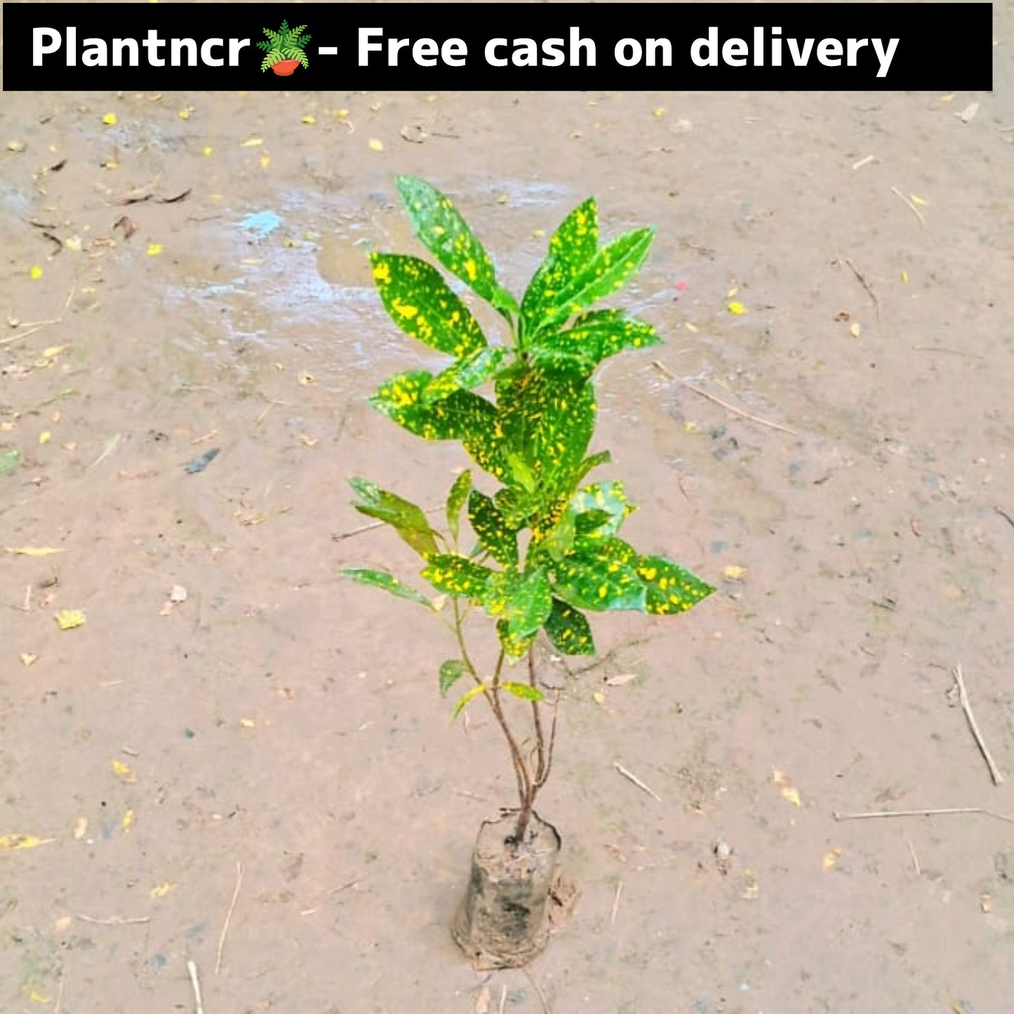 Garden Croton plant in 4 inch polybag Plantncr