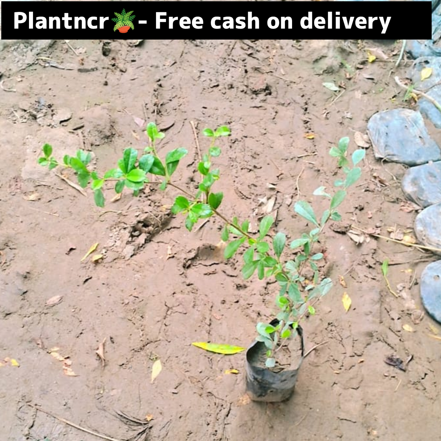 Malpighia ball plant in 4 inch polybag Plantncr