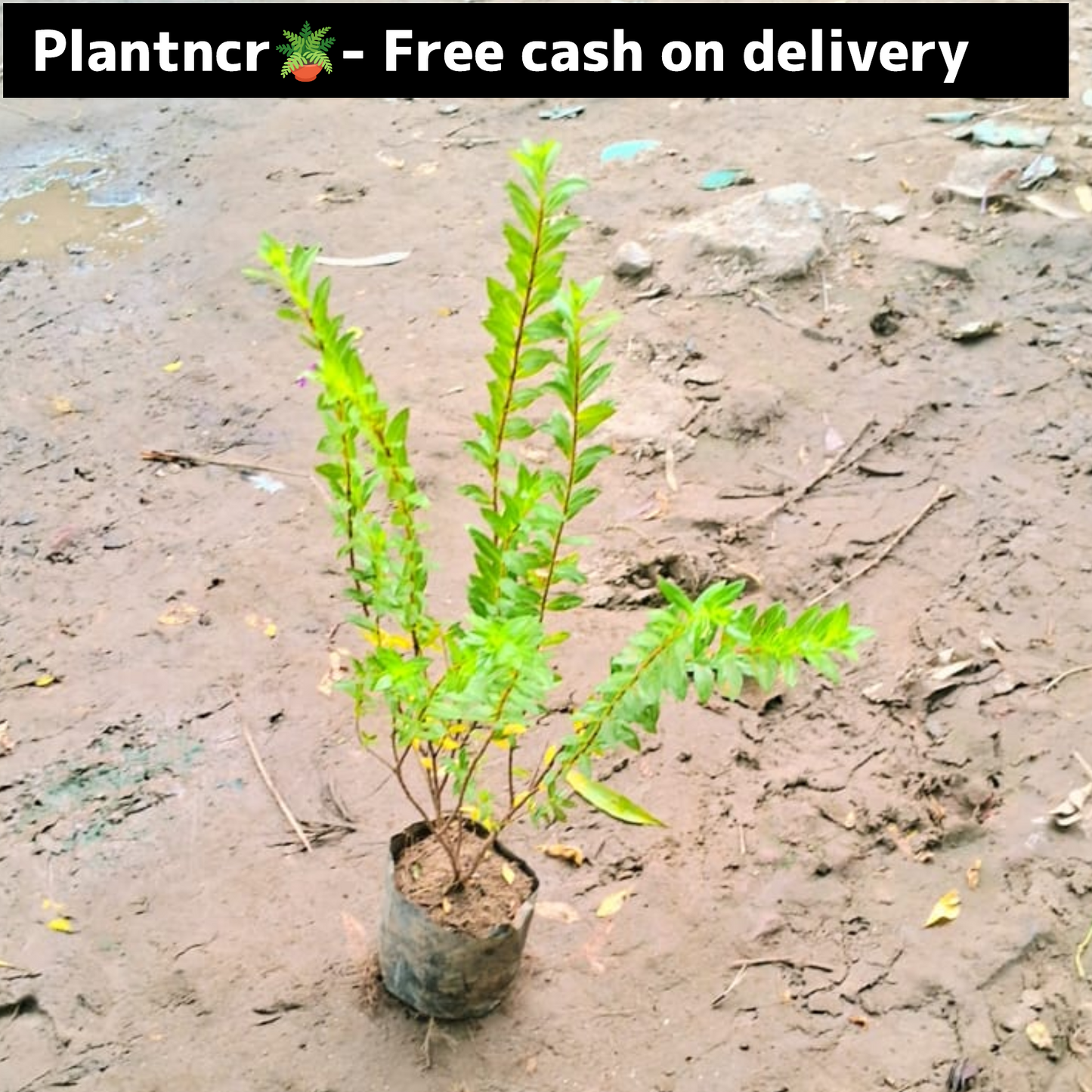 Golden kufiya plant in 4 inch polybag Plantncr
